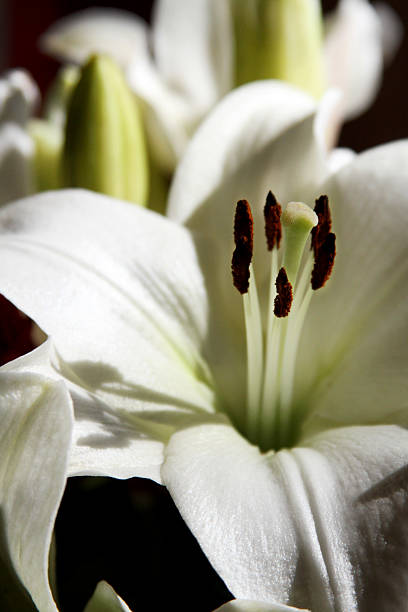 White Stargazer Lily in the Sunlight stock photo