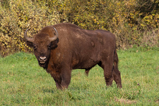 istock Wisent, European bison 465542981