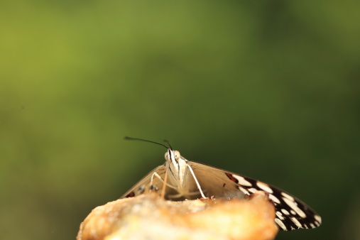 Macro shot of a butterfly in what seems to be eating a fruit with a very large tonge