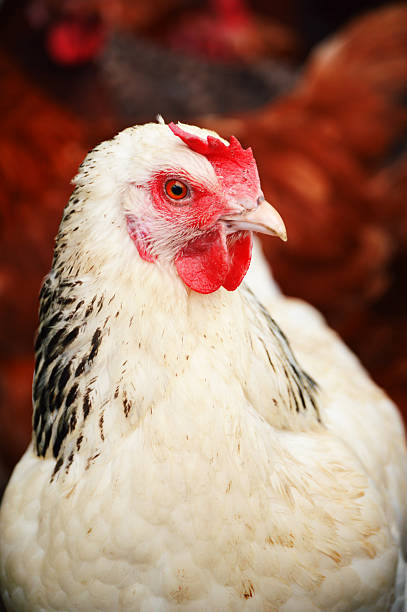 istock Chickens on traditional free range poultry farm 465543927