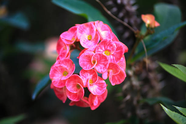 istock Euphorbia milii 465543972