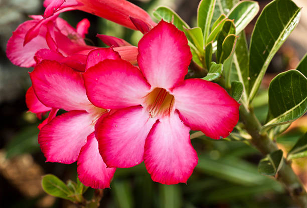 istock pink impala lily close up 465544095