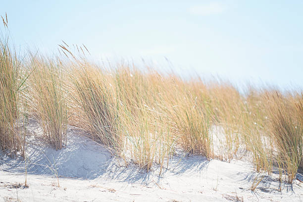 Beach grasses as a close-up against the ocean