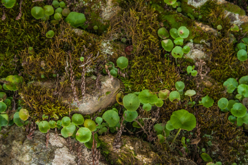Backgrounds and Textures, Materials Stone, mosses lichens,