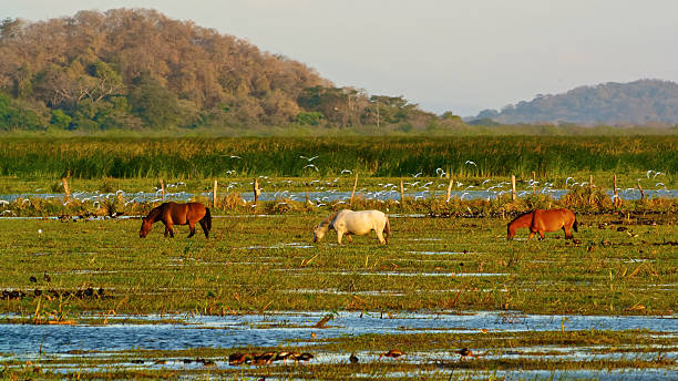 istock Wild horses among birds in a marsh at sunset 465545266