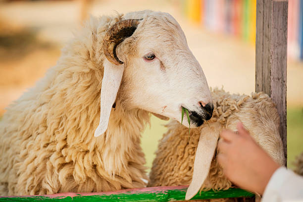 istock Kid feeding sheep in the farm ,Thailand 465545784
