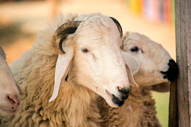 istock Kid feeding sheep in the farm ,Thailand 465545786