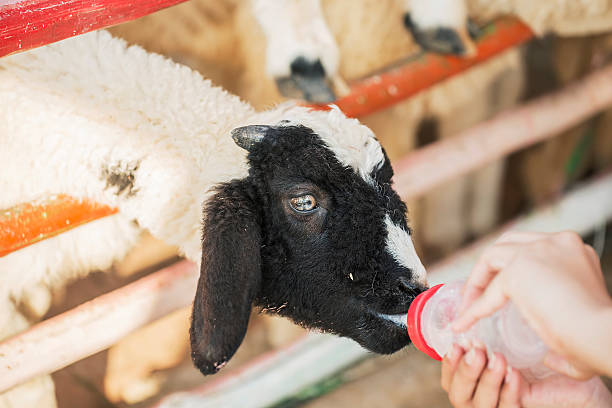 istock Kid feeding sheep in the farm ,Thailand 465545794