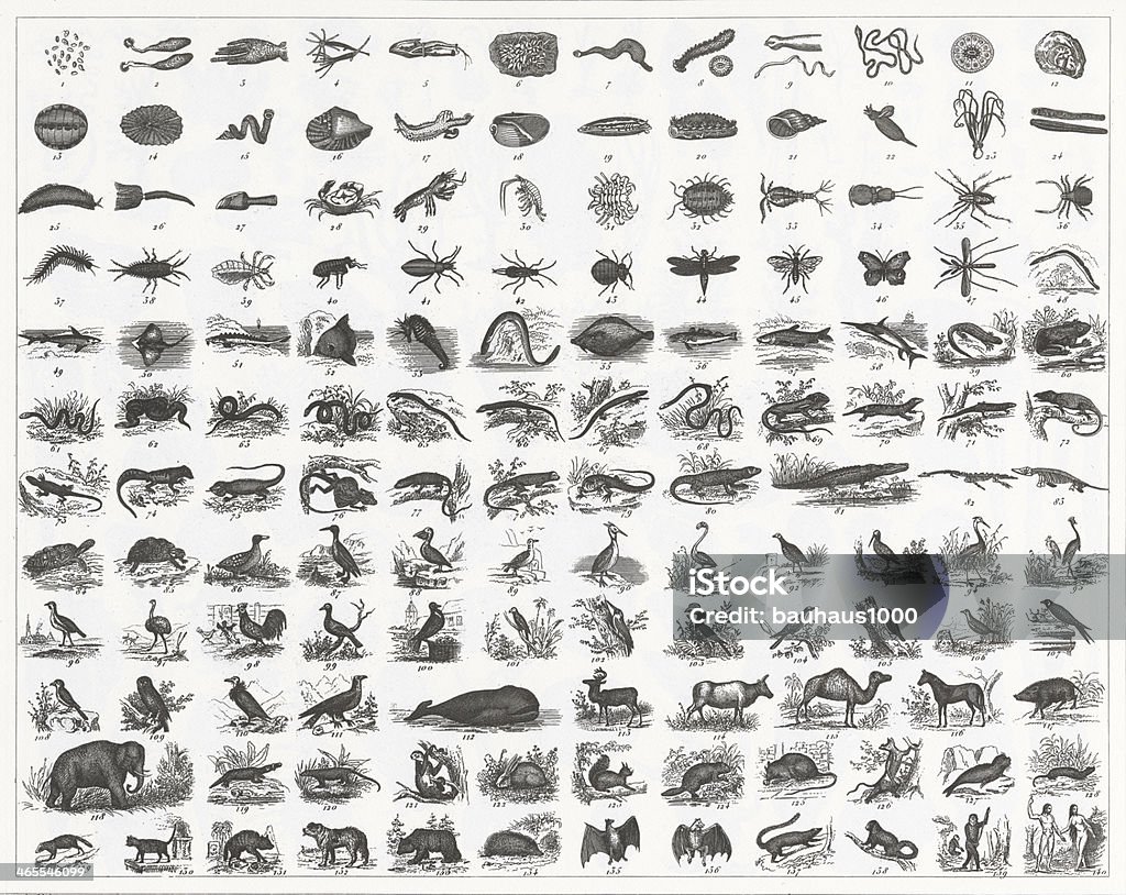 Classification of Animal Species Engraving Engraved illustrations of Classification of Species from Iconographic Encyclopedia of Science, Literature and Art, Published in 1851. Copyright has expired on this artwork. Digitally restored. Engraved Image stock illustration