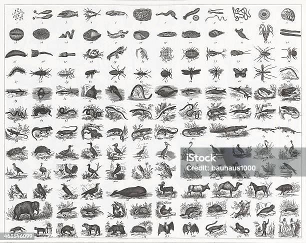 Classification Of Animal Species Engraving Stock Illustration - Download Image Now - Engraved Image, Fish, Illustration