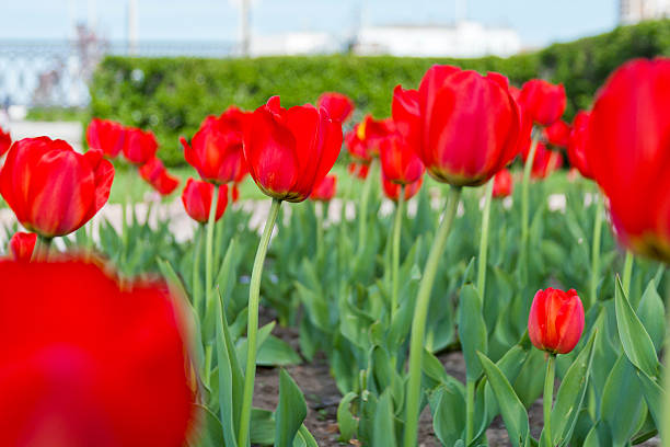 тюльпаны - parade tulip zdjęcia i obrazy z banku zdjęć