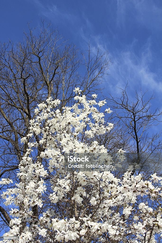 Magnolia Baum - Lizenzfrei Baum Stock-Foto