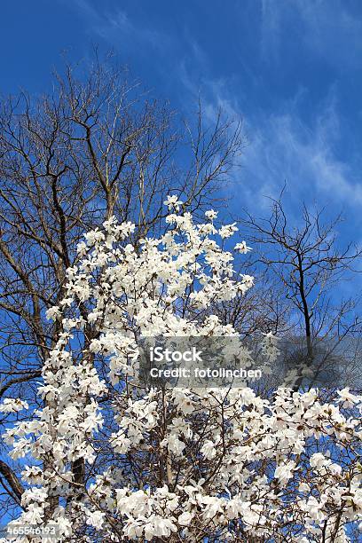 Magnolia Baum Stockfoto und mehr Bilder von Baum - Baum, Blume, Blüte