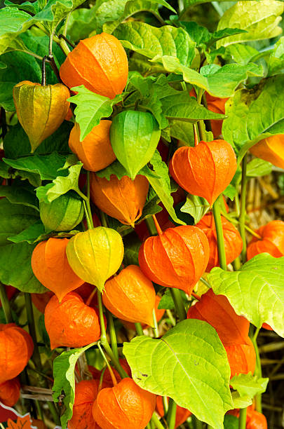 istock Chinese Lantern plants with orange lanterns 465552852
