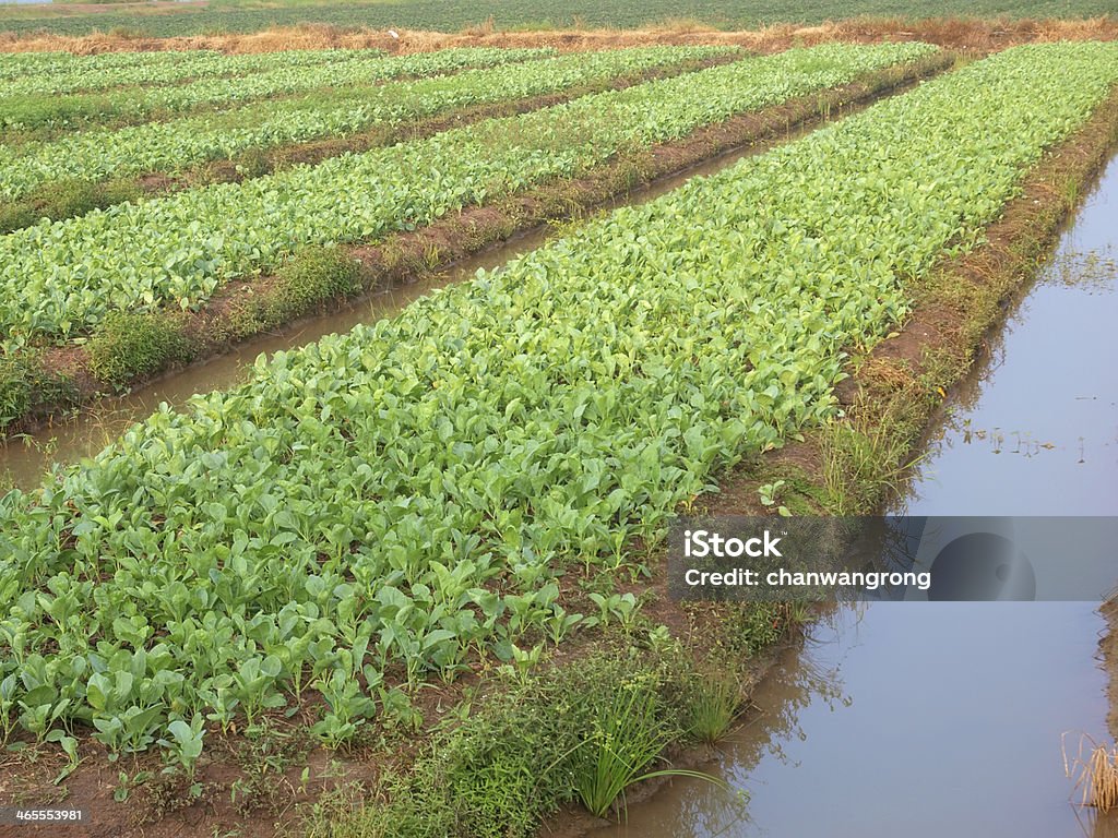 Légumes sur lit - Photo de Agriculture libre de droits