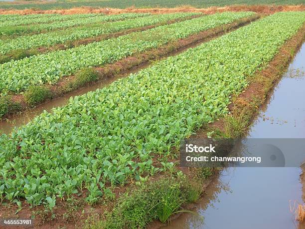 Photo libre de droit de Légumes Sur Lit banque d'images et plus d'images libres de droit de Agriculture - Agriculture, Aliment, Botanique