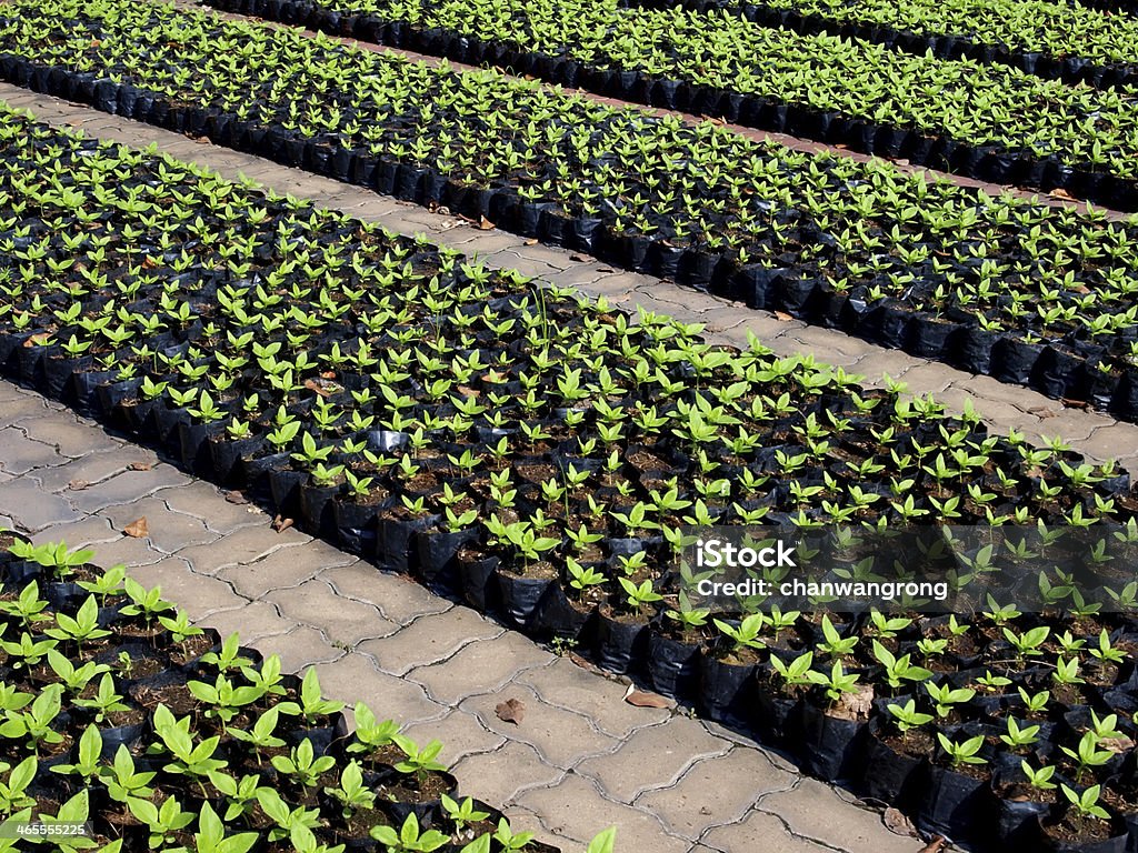 Berçário-size - Foto de stock de Agricultura royalty-free