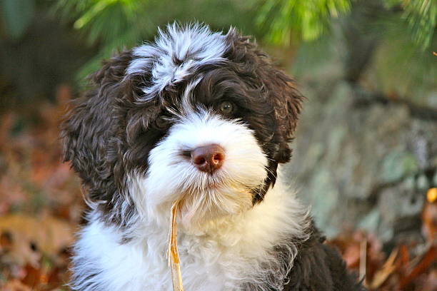 Portuguese Water Dog Puppy Chewing Straw stock photo