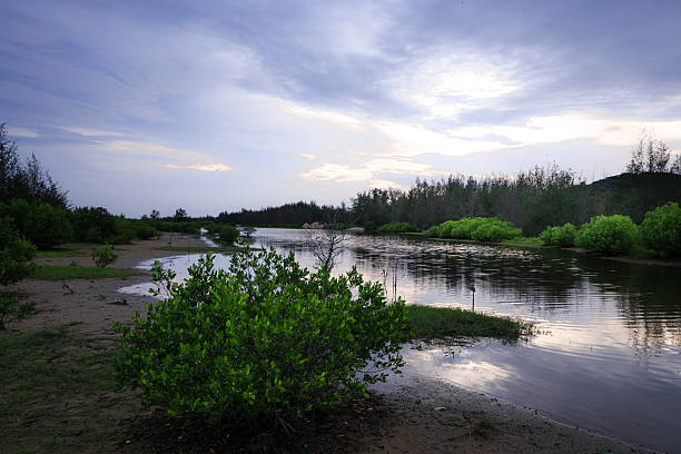 popołudnie na mangroves - matthew spring zdjęcia i obrazy z banku zdjęć