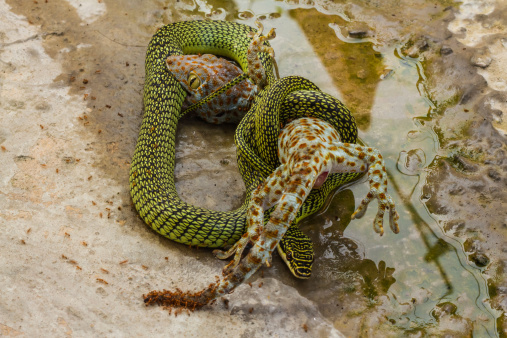 Snake fighting with gecko on cement ground