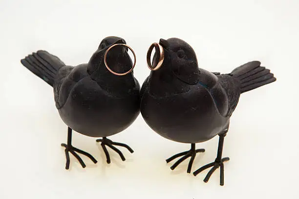 Two black birds are holding gold wedding rings in their beaks