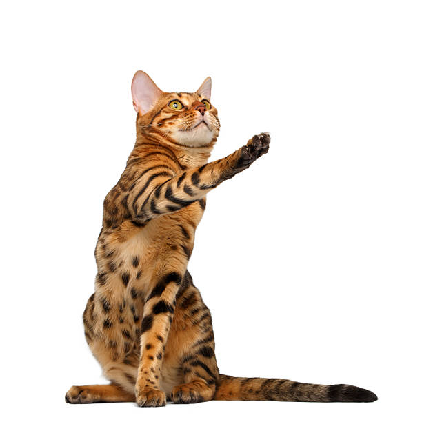istock bengal cat  sitting and raising up paw 465556450