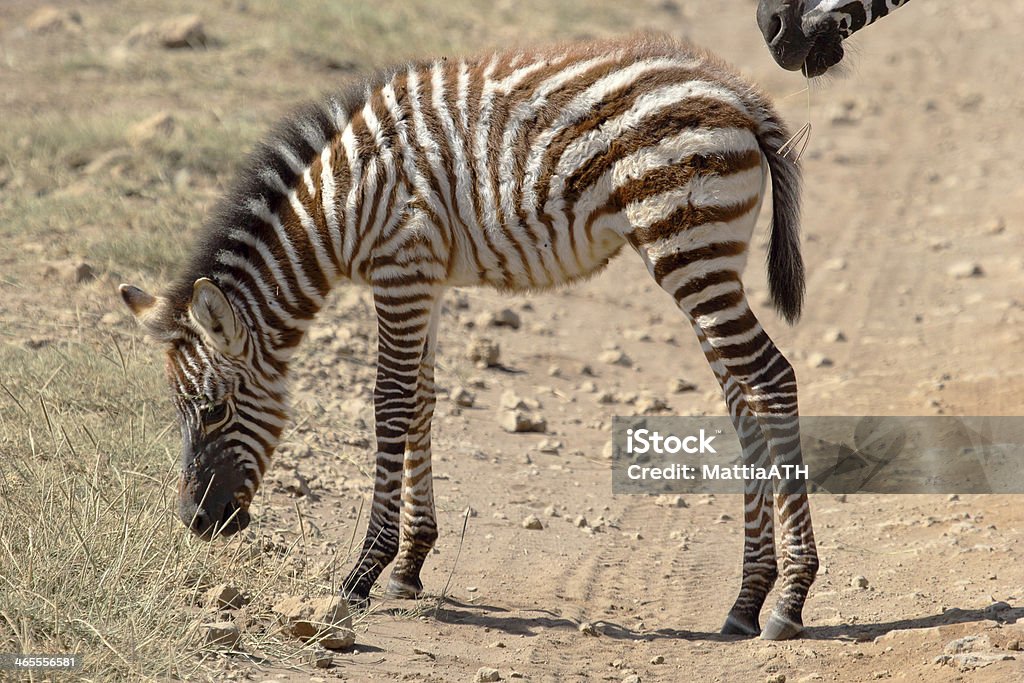 Baby-zebra - Lizenzfrei Afrika Stock-Foto