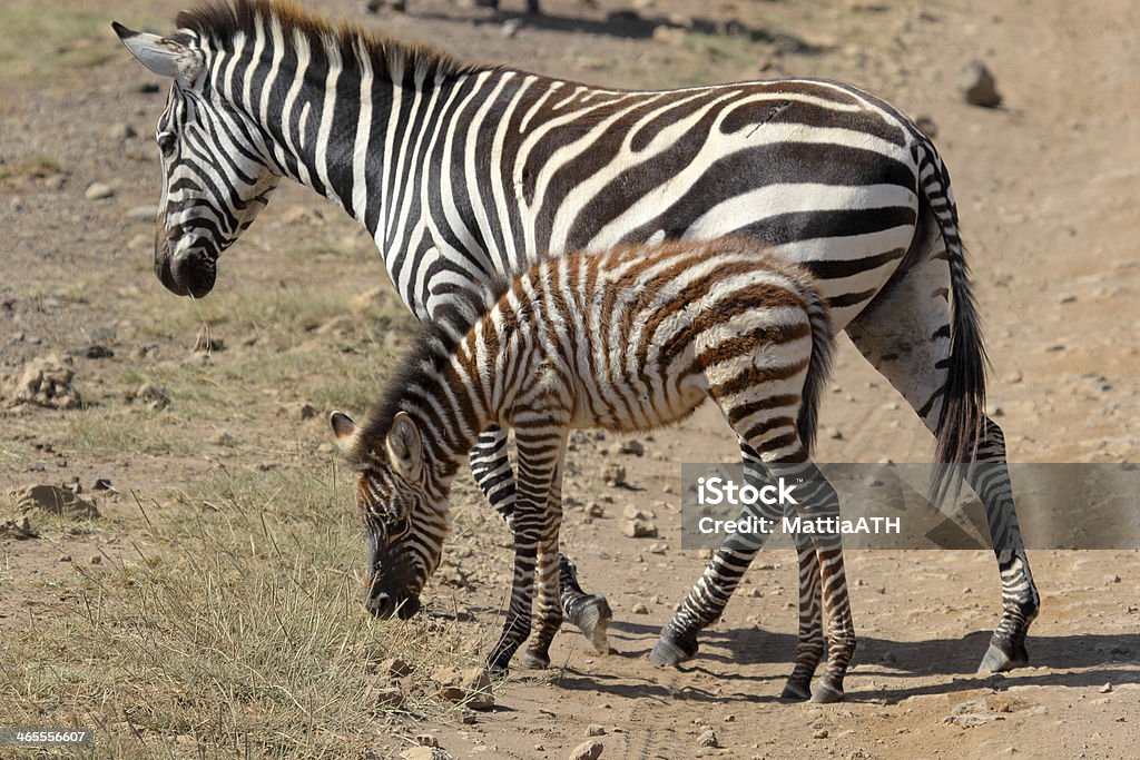 아기 zebra, 구슬눈꼬리 - 로열티 프리 거친 스톡 사진