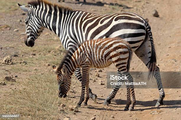 Zebra Bebé Com Mãe - Fotografias de stock e mais imagens de Animal - Animal, Animal de Safari, Animal selvagem