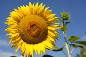 sonnenblume.jpg?b=1&s=170x170&k=20&c=OLrPU21LOOx1oqLBdJrAxRuGGzwmoAyiKa3p44ToqBU=