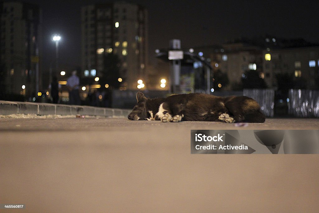 Chien dormir sur le trottoir - Photo de Amitié libre de droits