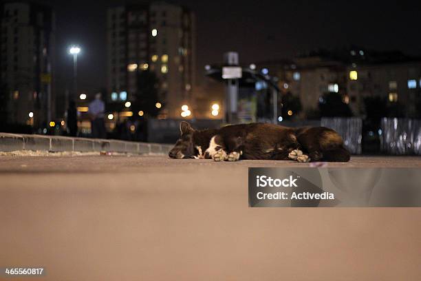 Photo libre de droit de Chien Dormir Sur Le Trottoir banque d'images et plus d'images libres de droit de Amitié - Amitié, Animal errant, Animaux de compagnie