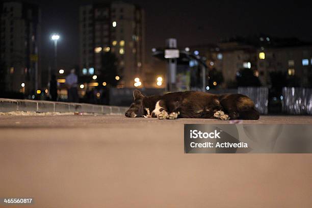 Pies Spać Na Chodnik - zdjęcia stockowe i więcej obrazów Betonowy - Betonowy, Bez ludzi, Bezpańskie zwierzę