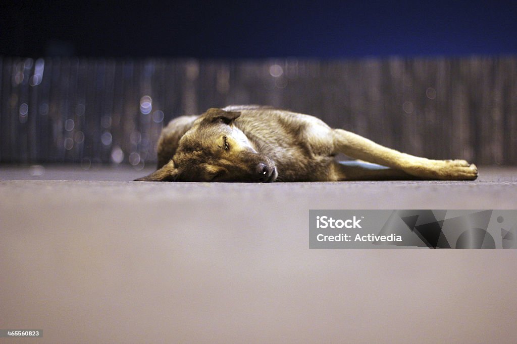 Perro durmiendo en la acera - Foto de stock de Acera libre de derechos