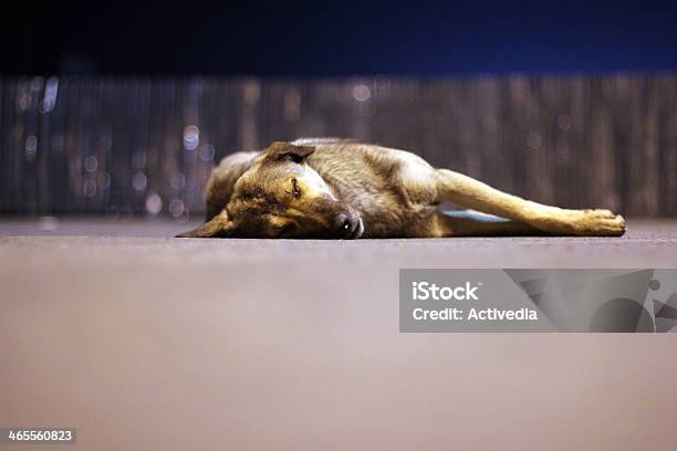 Pies Spać Na Chodnik - zdjęcia stockowe i więcej obrazów Betonowy - Betonowy, Bez ludzi, Bezpańskie zwierzę