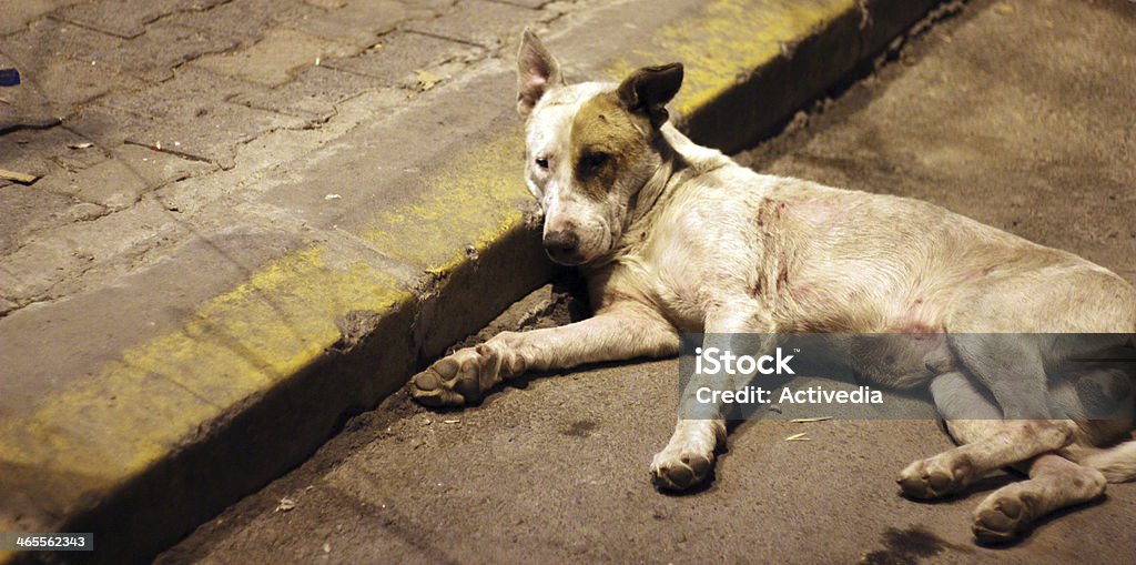 Cane dorme sul marciapiede - Foto stock royalty-free di Amicizia