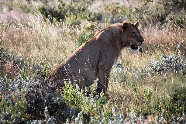 lew i lwica w park narodowy etosha namibia - witterung zdjęcia i obrazy z banku zdjęć