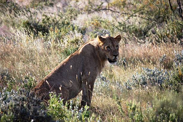 lew i lwica w park narodowy etosha namibia - witterung zdjęcia i obrazy z banku zdjęć