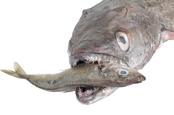 istock Closeup of hake hunting small fish 465567209