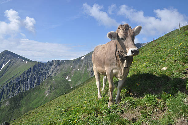 cow-modo di dire inglese - bergwiese foto e immagini stock