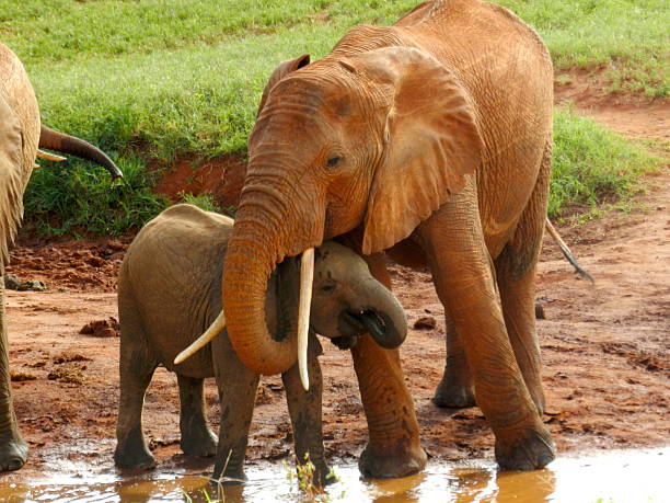 istock Mother and baby elephant 465571725
