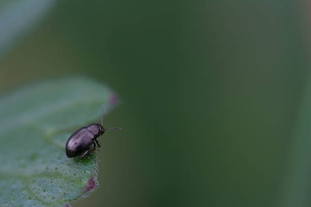 lonelyness em 6 mm (preto fogo beetle) - lonelyness - fotografias e filmes do acervo