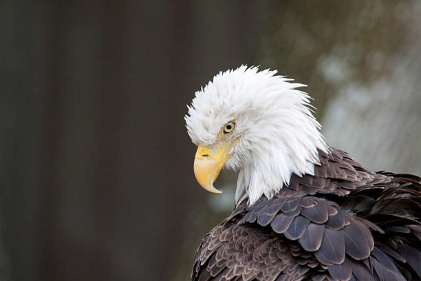 American Bald Aigle - Photo
