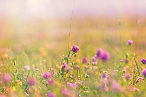 Flowering clover