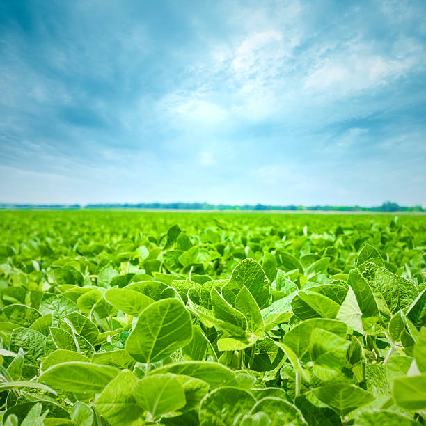 istock Image of green grass field and bright blue sky 465572777