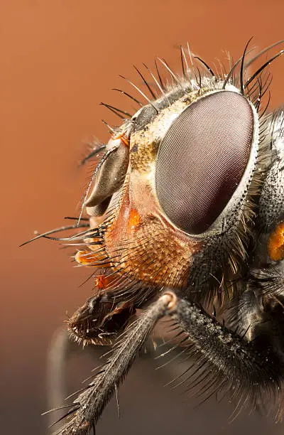Extreme closeup of a drone-fly's head