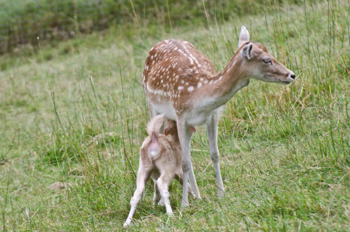 .female deer with calf suckle at