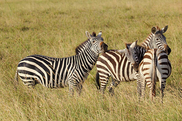 istock Group of common zebras 465573333