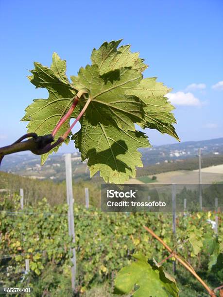 Vigna - Fotografie stock e altre immagini di Agricoltura - Agricoltura, Ambientazione esterna, Azienda vinicola