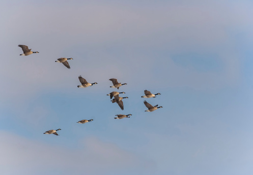 Canadian geese flying in formation in the late afternoon.